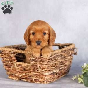 Shannon, Miniature Golden Retriever Puppy